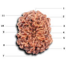 Load image into Gallery viewer, 11 Mukhi Indonesian Rudraksha - Bead No. 262