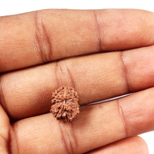Load image into Gallery viewer, 11 Mukhi Indonesian Rudraksha - Bead No. 262