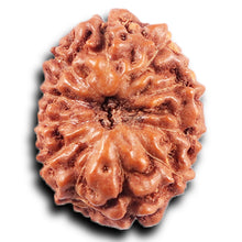 Load image into Gallery viewer, 11 Mukhi Indonesian Rudraksha - Bead No. 263