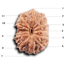 Load image into Gallery viewer, 11 Mukhi Indonesian Rudraksha - Bead No. 264