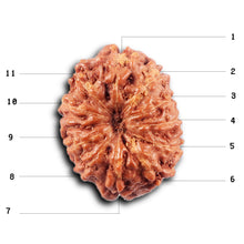 Load image into Gallery viewer, 11 Mukhi Indonesian Rudraksha - Bead No. 263