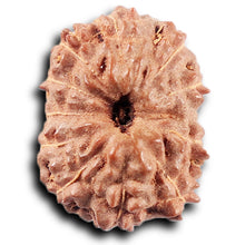 Load image into Gallery viewer, 11 Mukhi Indonesian Rudraksha - Bead No. 264