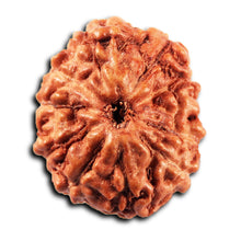 Load image into Gallery viewer, 11 Mukhi Indonesian Rudraksha - Bead No. 267