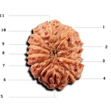Load image into Gallery viewer, 11 Mukhi Indonesian Rudraksha - Bead No. 269