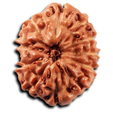 Load image into Gallery viewer, 11 Mukhi Indonesian Rudraksha - Bead No. 269