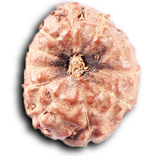 Load image into Gallery viewer, 11 Mukhi Indonesian Rudraksha - Bead No. 270