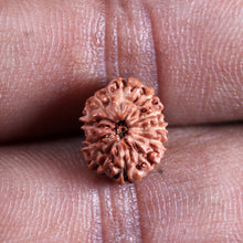 Load image into Gallery viewer, 11 Mukhi Indonesian Rudraksha - Bead No. 269