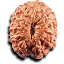Load image into Gallery viewer, 11 Mukhi Indonesian Rudraksha - Bead No.271