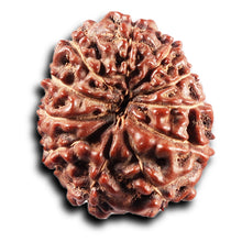 Load image into Gallery viewer, 11 Mukhi Indonesian Rudraksha - Bead No. 273