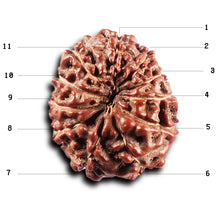 Load image into Gallery viewer, 11 Mukhi Indonesian Rudraksha - Bead No. 273