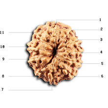 Load image into Gallery viewer, 11 Mukhi Indonesian Rudraksha - Bead No.274