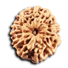 Load image into Gallery viewer, 11 Mukhi Indonesian Rudraksha - Bead No.274