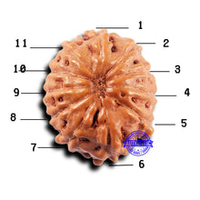 Load image into Gallery viewer, 11 Mukhi Indonesian Rudraksha - Bead No.227