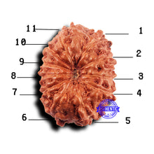 Load image into Gallery viewer, 11 Mukhi Indonesian Rudraksha - Bead No.228