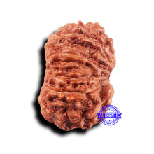 Load image into Gallery viewer, 11 Mukhi Indonesian Rudraksha - Bead No.228
