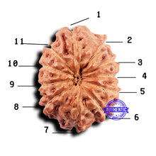 Load image into Gallery viewer, 11 Mukhi Indonesian Rudraksha - Bead No.229