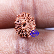 Load image into Gallery viewer, 11 Mukhi Indonesian Rudraksha - Bead No.229