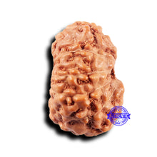 Load image into Gallery viewer, 11 Mukhi Indonesian Rudraksha - Bead No.230