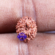 Load image into Gallery viewer, 11 Mukhi Indonesian Rudraksha - Bead No.232