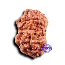 Load image into Gallery viewer, 11 Mukhi Indonesian Rudraksha - Bead No.232