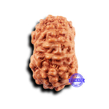 Load image into Gallery viewer, 11 Mukhi Indonesian Rudraksha - Bead No.233