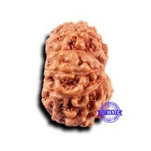 Load image into Gallery viewer, 11 Mukhi Indonesian Rudraksha - Bead No.233
