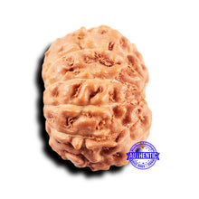 Load image into Gallery viewer, 11 Mukhi Indonesian Rudraksha - Bead No.234
