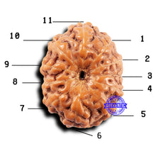 Load image into Gallery viewer, 11 Mukhi Indonesian Rudraksha - Bead No.235