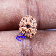 Load image into Gallery viewer, 11 Mukhi Indonesian Rudraksha - Bead No.235