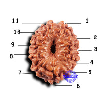 Load image into Gallery viewer, 11 Mukhi Indonesian Rudraksha - Bead No.236