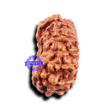 Load image into Gallery viewer, 11 Mukhi Indonesian Rudraksha - Bead No.236