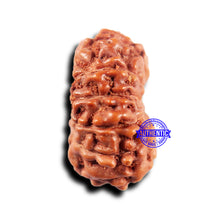 Load image into Gallery viewer, 11 Mukhi Indonesian Rudraksha - Bead No.236