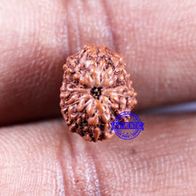 Load image into Gallery viewer, 11 Mukhi Indonesian Rudraksha - Bead No.237