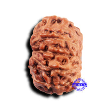 Load image into Gallery viewer, 11 Mukhi Indonesian Rudraksha - Bead No.238