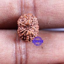 Load image into Gallery viewer, 11 Mukhi Indonesian Rudraksha - Bead No.239