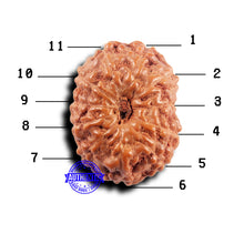 Load image into Gallery viewer, 11 Mukhi Indonesian Rudraksha - Bead No.239