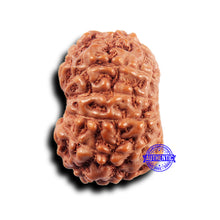 Load image into Gallery viewer, 11 Mukhi Indonesian Rudraksha - Bead No.239