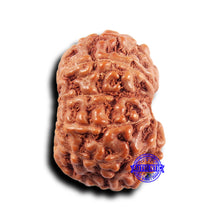 Load image into Gallery viewer, 11 Mukhi Indonesian Rudraksha - Bead No.239