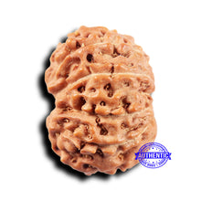 Load image into Gallery viewer, 11 Mukhi Indonesian Rudraksha - Bead No.240