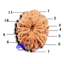 Load image into Gallery viewer, 11 Mukhi Indonesian Rudraksha - Bead No.240