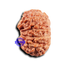Load image into Gallery viewer, 11 Mukhi Indonesian Rudraksha - Bead No.241