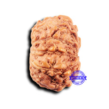 Load image into Gallery viewer, 11 Mukhi Indonesian Rudraksha - Bead No.242