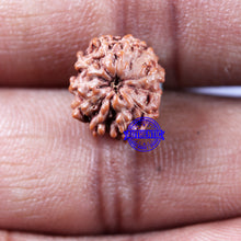 Load image into Gallery viewer, 11 Mukhi Indonesian Rudraksha - Bead No.243