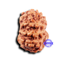Load image into Gallery viewer, 11 Mukhi Indonesian Rudraksha - Bead No.243