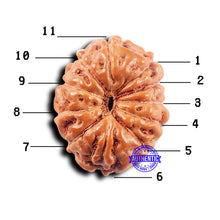 Load image into Gallery viewer, 11 Mukhi Indonesian Rudraksha - Bead No.244