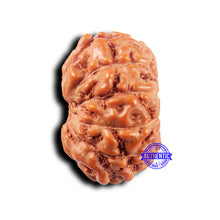 Load image into Gallery viewer, 11 Mukhi Indonesian Rudraksha - Bead No.244