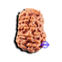 Load image into Gallery viewer, 11 Mukhi Indonesian Rudraksha - Bead No.245