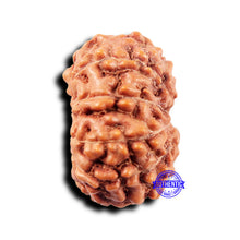 Load image into Gallery viewer, 11 Mukhi Indonesian Rudraksha - Bead No. 246