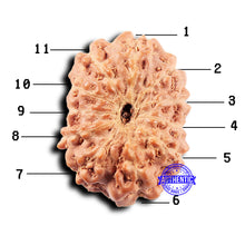 Load image into Gallery viewer, 11 Mukhi Indonesian Rudraksha - Bead No. 247