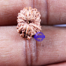 Load image into Gallery viewer, 11 Mukhi Indonesian Rudraksha - Bead No. 247